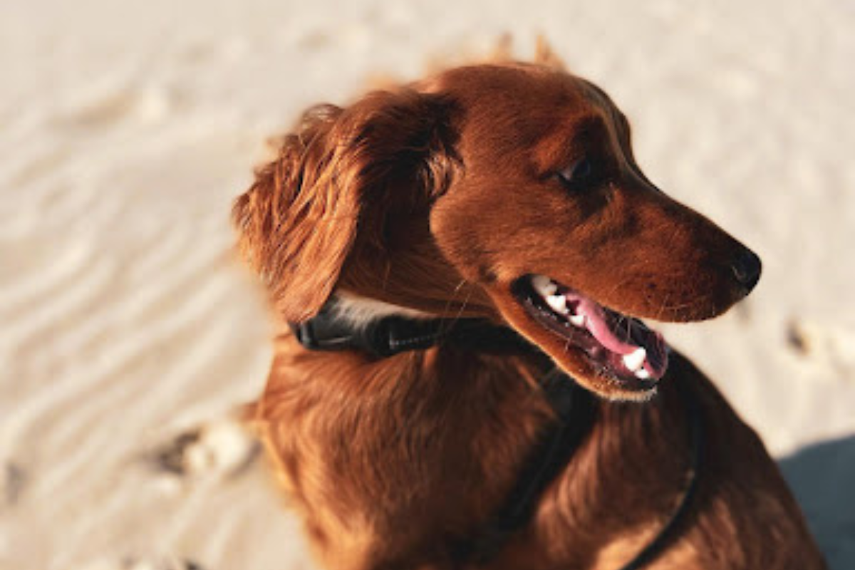 Pet Friendly Byron Bay Accommodation